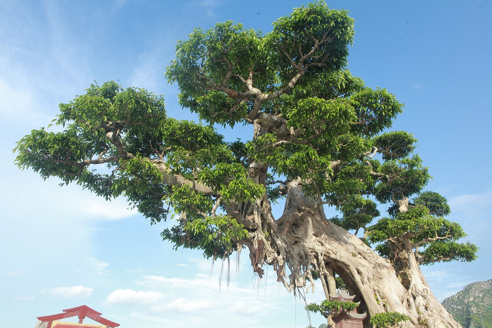 Cây sanh khủng khiến ông chủ thầu xây ngôi chùa lớn nhất thế giới mê mẩn - 7 Cây sanh khủng khiến ông chủ thầu xây ngôi chùa lớn nhất thế giới mê mẩn - 7