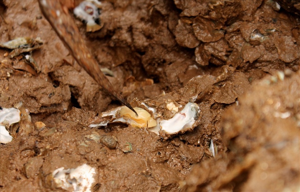 Độc đáo nghề gõ hà biển ở Đồ Sơn - 5