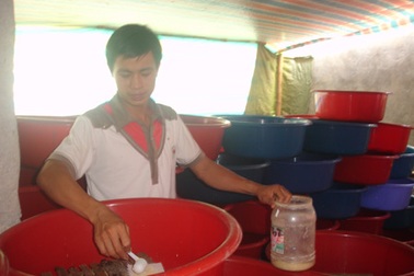 Nuôi dế thu lãi 50 triệu đồng/tháng