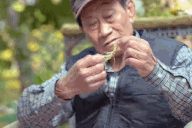 Loại củ càng nhiều "sẹo" càng đắt, giá hàng trăm triệu đồng vẫn hút khách