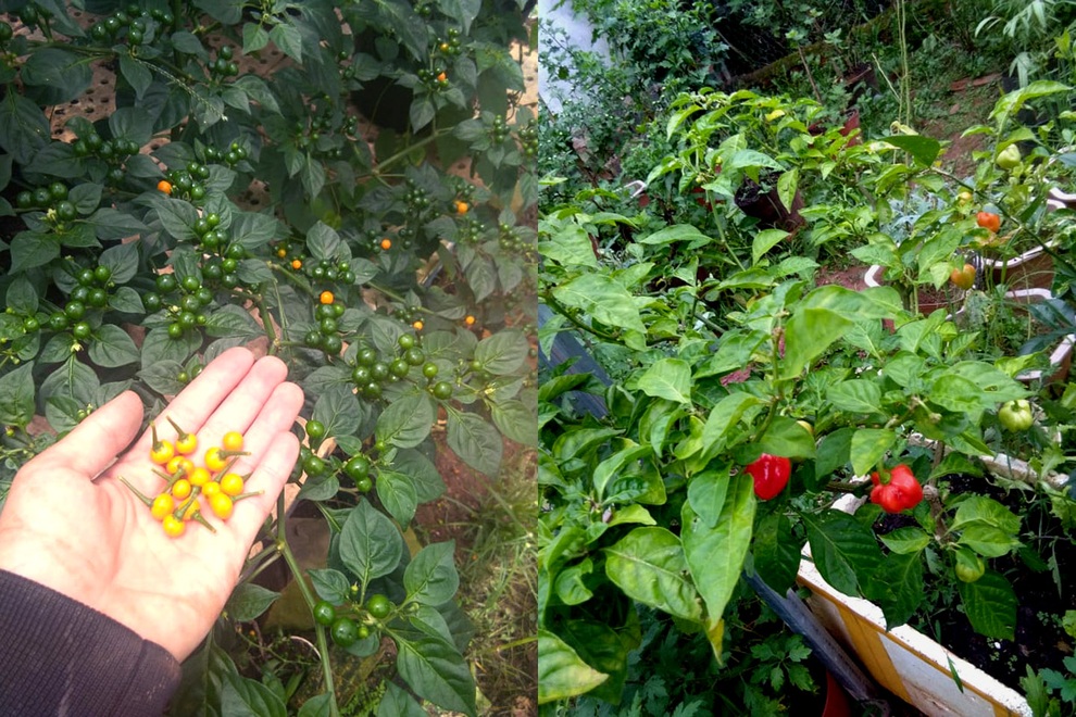 Vườn dược liệu chữa bệnh cho gia đình của mẹ đảm Đắk Nông - 7 Vườn dược liệu chữa bệnh cho gia đình của mẹ đảm Đắk Nông - 7