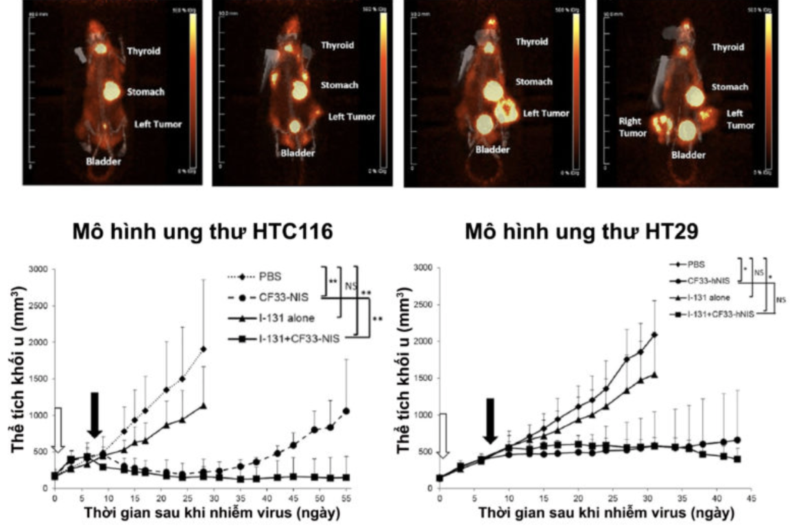 Bắt đầu tiêm virus diệt ung thư trên người: Hy vọng mới hay hão huyền? - 2 Bắt đầu tiêm virus diệt ung thư trên người: Hy vọng mới hay hão huyền? - 2