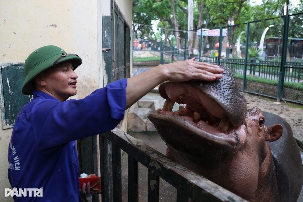 Những lần bị đánh thót tim với bảo mẫu của voi, hà mã - 3 Những lần bị đánh thót tim với bảo mẫu của voi, hà mã - 3