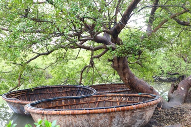 Khám phá rừng ngập mặn nguyên sinh Tam Giang, “báu vật” của Núi Thành