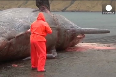 Cận cảnh xác con cá voi bị phát nổ