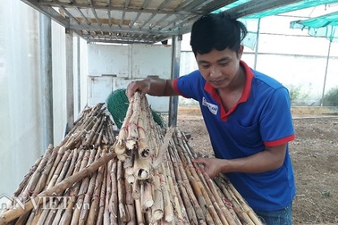 Cử nhân mồ côi thất nghiệp "về núi" nuôi con kêu rỉ rả cả đêm