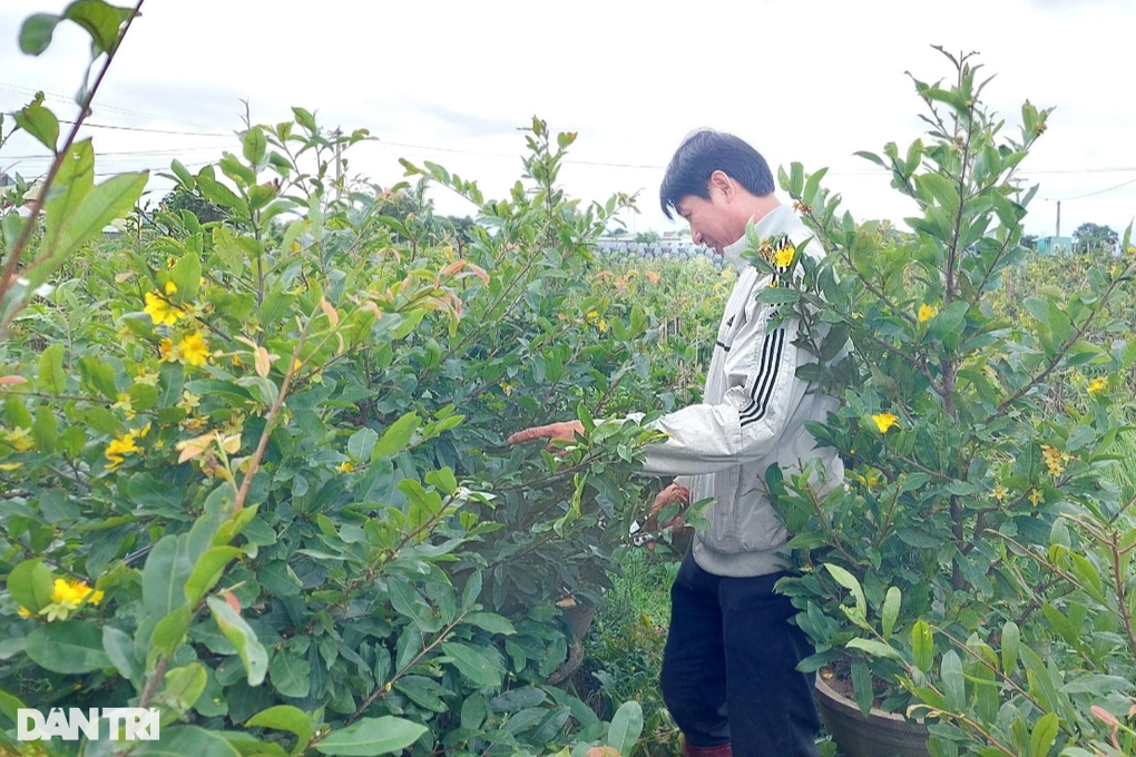 Mai vàng nở sớm bất thường, nông dân lo mất Tết - 3 Mai vàng nở sớm bất thường, nông dân lo mất Tết - 3