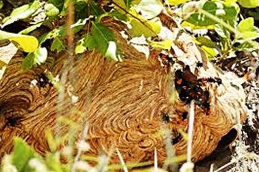 Nam thanh niên bị ong vò vẽ đốt tử vong