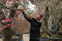 Gốc đào khổng lồ, cao 4m từ Mộc Châu xuống Hà Nội, chủ cho thuê không bán