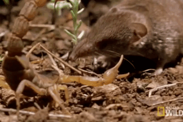 Chuột chù đối đầu bọ cạp "sát thủ" trong trận chiến sinh tử