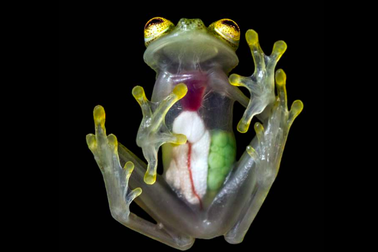 Bí ẩn làn da trong suốt kỳ lạ của ếch thủy tinh