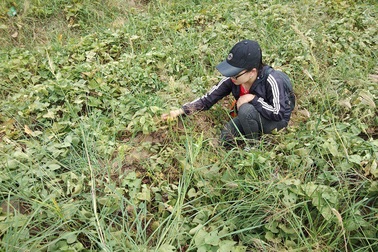 Khoai lang rớt giá mạnh, “30 kg khoai mới đổi được tô phở”