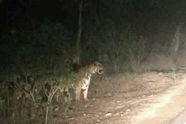 Bác thông tin hổ xuất hiện gần hang động núi lửa ở Đắk Nông