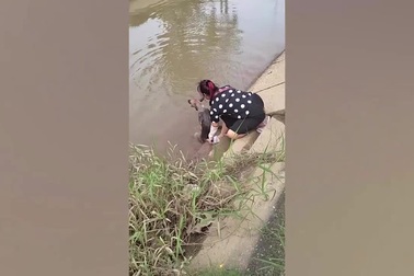 Người phụ nữ giải cứu chú chó hoang bị rơi xuống sông