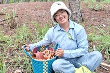 Sau mưa, người dân vào rừng thông Đà Lạt "nhận lộc trời”