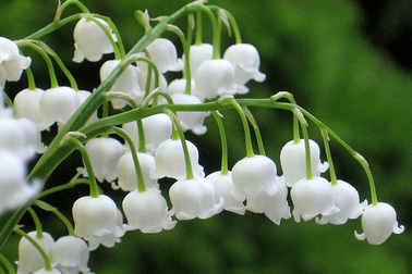 Chơi hoa tết, hoa nào có độc?