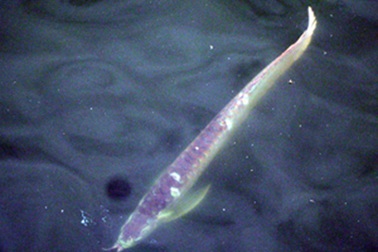 Xôn xao tin đồn “quái vật” ở Hồ Tây