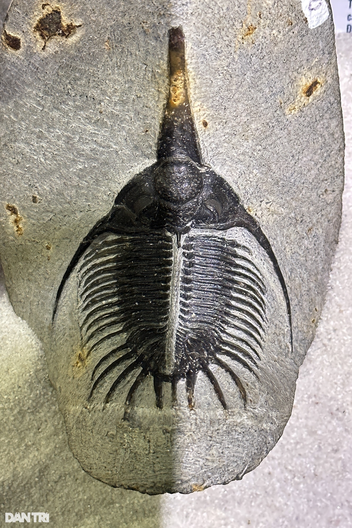 Hóa thạch tuyệt đẹp từ hàng trăm triệu năm trước được trưng bày tại Hà Nội - 5