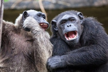 Tinh tinh biết "nhậu" như con người, dùng đồ có cồn mỗi ngày