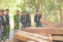 Mật phục 5 tháng, công an mới bắt quả tang được nhóm lâm tặc