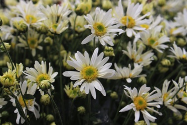 Cúc họa mi đầu mùa xuống phố, dân buôn kiếm tiền triệu mỗi ngày