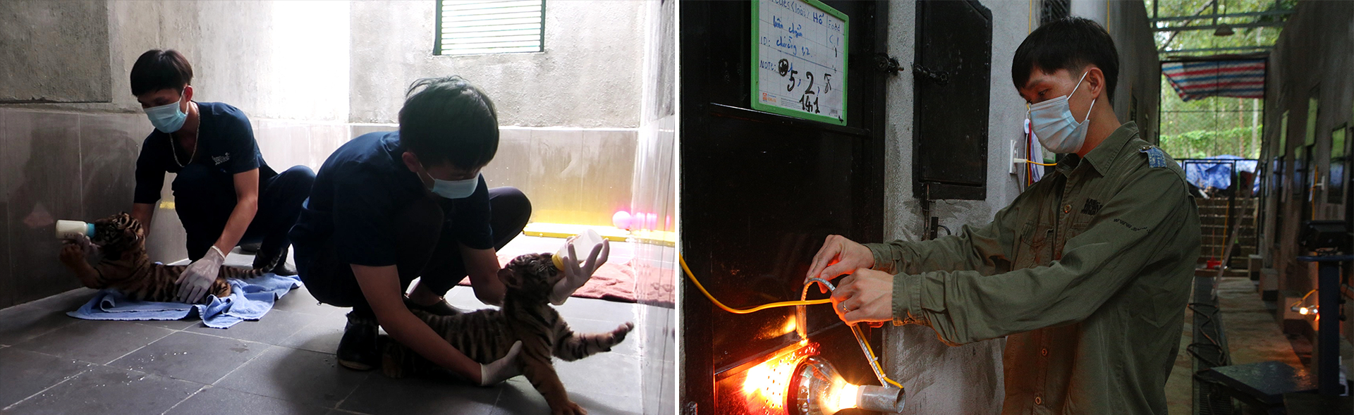 Bảo mẫu của... hổ - 11