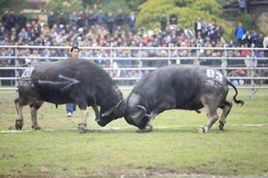 Công phu nghề săn “chiến binh hai sừng”