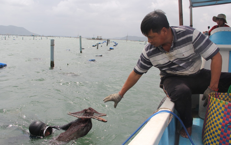 Giải cứu tôm hùm: Sự thật qua giải thích của người đã nuôi tôm 25 năm - 3 Giải cứu tôm hùm: Sự thật qua giải thích của người đã nuôi tôm 25 năm - 3