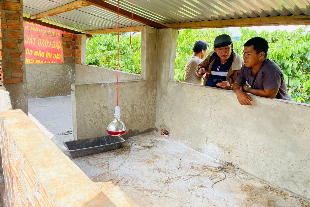 Heo giống cấp cho hộ nghèo bị chết bất thường - 2 Heo giống cấp cho hộ nghèo bị chết bất thường - 2
