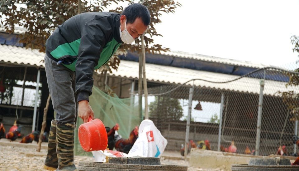 Đặc sản gà thái giám bạc triệu, nhà giàu lùng mua biếu Tết - 3 Đặc sản gà thái giám bạc triệu, nhà giàu lùng mua biếu Tết - 3