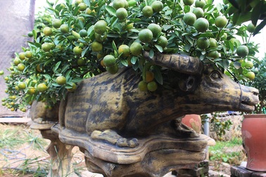 Không phụ công chăm bẵm: Đàn trâu 500 con "cõng" 300 triệu đồng về cho chủ