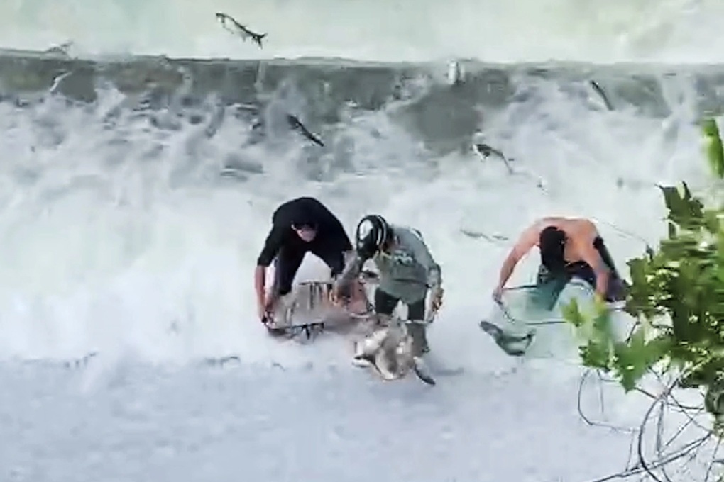 Hàng trăm con cá tràn ra ngoài hồ chứa, dân bất chấp nguy hiểm đón bắt - 1