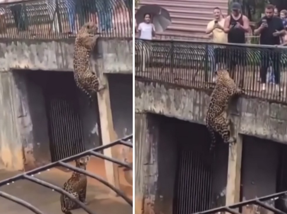 Báo hoa mai suýt thoát ra khỏi chuồng để tấn công khách tham quan vườn thú