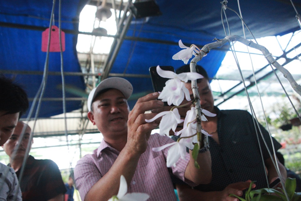 Đại gia Hà Nội chi 5 tỷ đồng mua giỏ lan nhìn như ngọn rau muống - 14 Đại gia Hà Nội chi 5 tỷ đồng mua giỏ lan nhìn như ngọn rau muống - 14