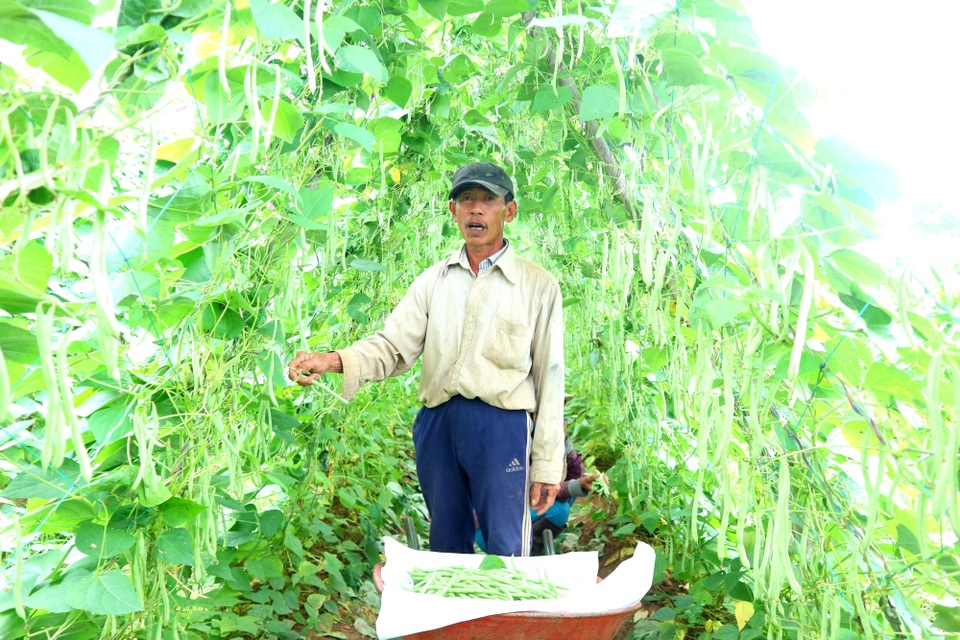 Nông sản rớt giá, nông dân lo mất tết - 6 Nông sản rớt giá, nông dân lo mất tết - 6