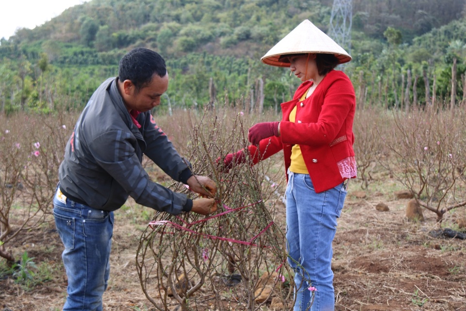 Ngàn gốc đào Nhật Tân chờ tỏa sắc trên đất Tây Nguyên ngày giáp Tết - 4 Ngàn gốc đào Nhật Tân chờ tỏa sắc trên đất Tây Nguyên ngày giáp Tết - 4