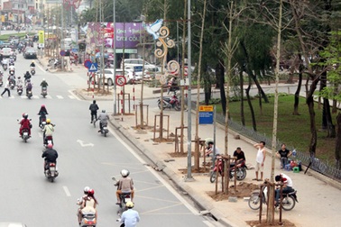 Chủ tịch Hà Nội yêu cầu đoàn thanh tra sớm làm rõ vụ thay thế cây xanh