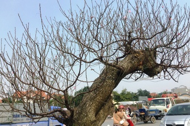 Những cây “đào khủng” giá hàng chục triệu đồng ở hội chợ hoa xuân Thanh Hoá