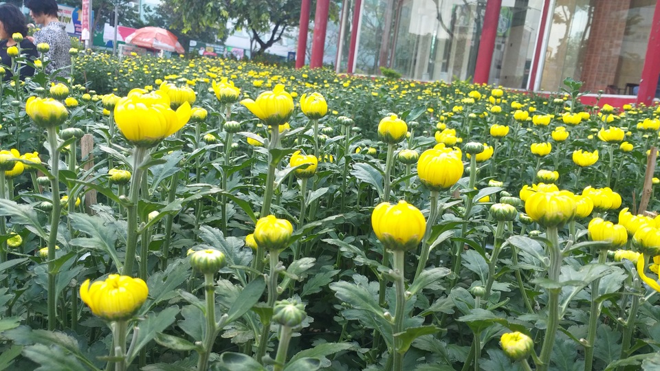 Hoa Tết ngập tràn, khách mua vắng vẻ - 3 Hoa Tết ngập tràn, khách mua vắng vẻ - 3