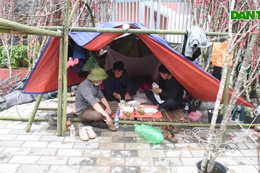 Chuyện chàng trai người Mông vượt 200 km mang đào xuống Thủ đô bán Tết