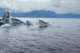 Cặp cá voi sát thủ hợp sức lao tới phá hủy du thuyền chở khách dài 12m