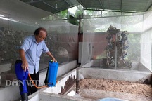 Chuyện lạ Thanh Hóa: Nuôi loài ruồi chết...quá sớm, kiếm bộn tiền