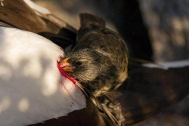 Thực hư tấm ảnh chim "ma cà rồng" uống máu nạn nhân