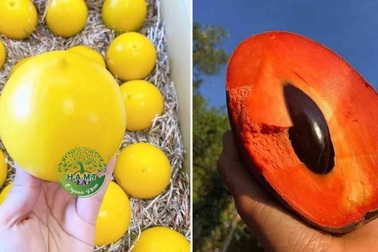 Choáng với dàn trái cây ngoại ‘chỉ trời Tây mới có’ được trồng hữu cơ tại Bình Thuận