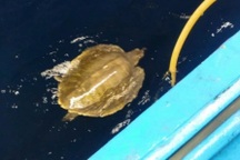 Ngư dân cứu cá thể đồi mồi dứa quý hiếm mắc lưới