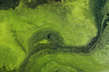 Phát hiện chấn động về hóa thạch động vật cổ nhất thế giới