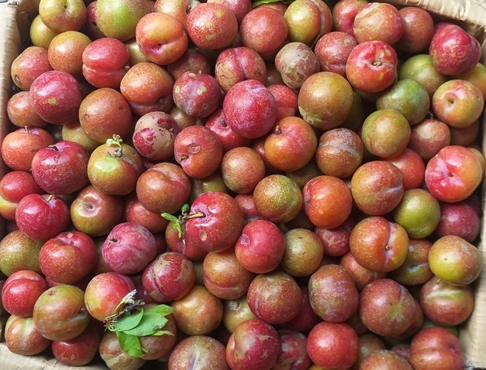 Mận hậu trái mùa, đắt hơn bò Mỹ vẫn hút khách dịp Tết - 1 Mận hậu trái mùa, đắt hơn bò Mỹ vẫn hút khách dịp Tết - 1