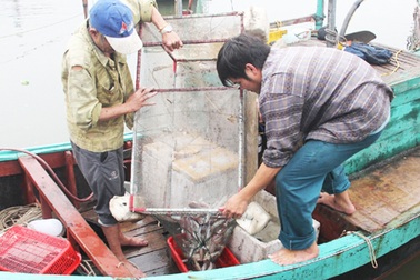 Bám biển mùa dịch, ngư dân Hà Tĩnh thu tiền triệu mỗi ngày