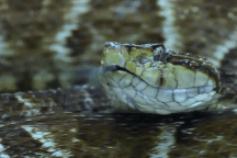 Đảo rắn độc - "Địa ngục khét tiếng" của các tù nhân nguy hiểm