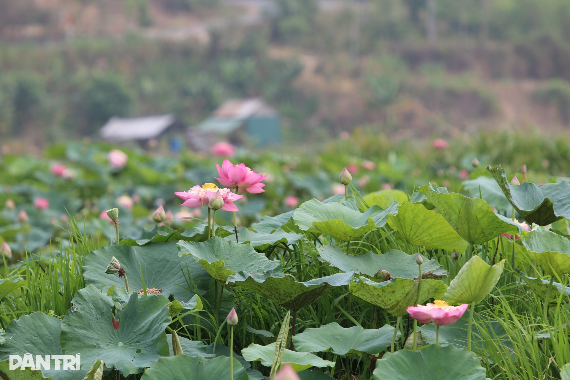 Sen nở kín trên đầm nước được hình thành từ khoảng 300.000 năm trước - 3 Sen nở kín trên đầm nước được hình thành từ khoảng 300.000 năm trước - 3